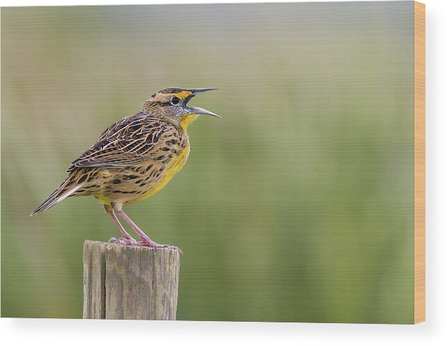 Eastern Meadowlark Wood Print featuring the photograph Singing Meadowlark by Dawn Currie