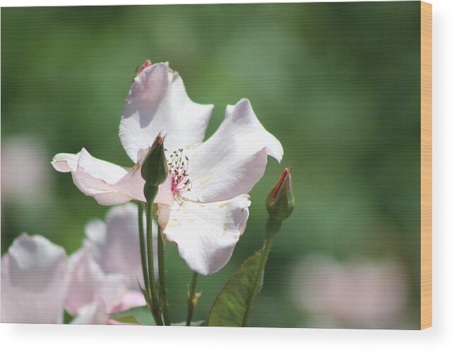 Misty Wood Print featuring the photograph Single Classic Pink Country Rose and Buds by Colleen Cornelius