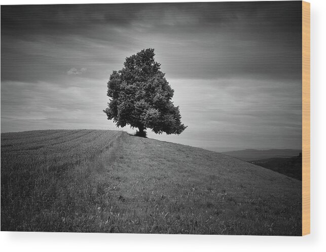 Zurich Wood Print featuring the photograph Single Tree In Fields by Tobias Gaulke