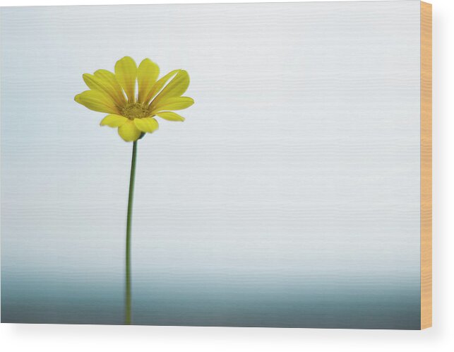 Clear Sky Wood Print featuring the photograph Single Yellow Daisy On Sky And Sea by Alexandre Fp
