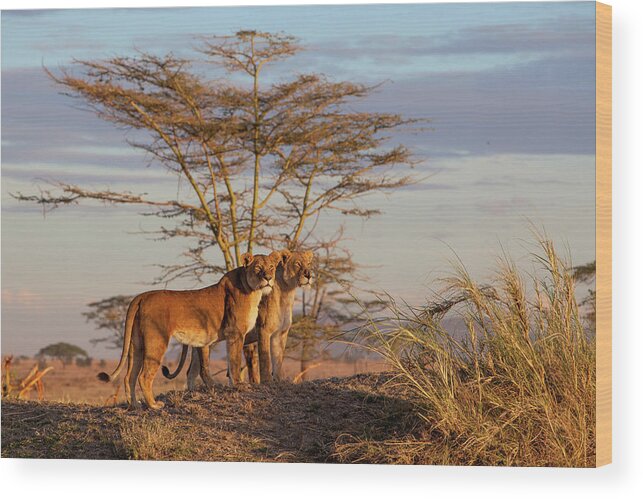 Africa Wood Print featuring the photograph Sisters by Alessandro Catta