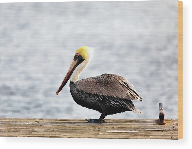 Pelican Wood Print featuring the photograph Sitting on the Dock of the Bay by Susan Rissi Tregoning