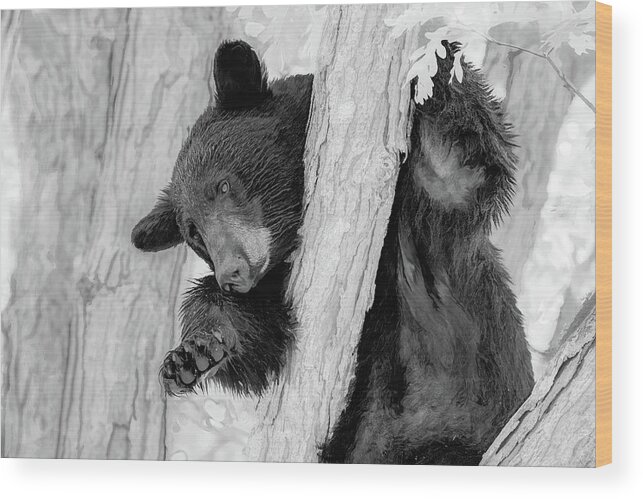 Cades Cove Wood Print featuring the photograph Sleepy Time Bear, Infrared Version by Marcy Wielfaert