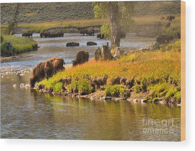 Bison Wood Print featuring the photograph Slough Creek Bison Picnic by Adam Jewell