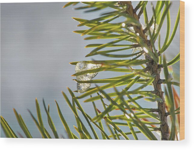 Abstract Wood Print featuring the photograph Small icicle on a pine twig by Intensivelight