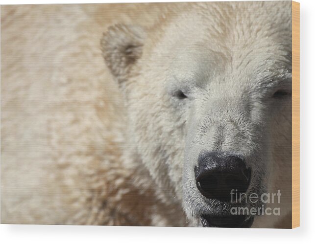 Wildlife Wood Print featuring the photograph Smile by Robert WK Clark