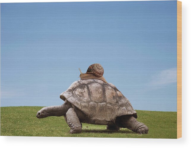 Grass Wood Print featuring the photograph Snail Over A Turtle by Buena Vista Images