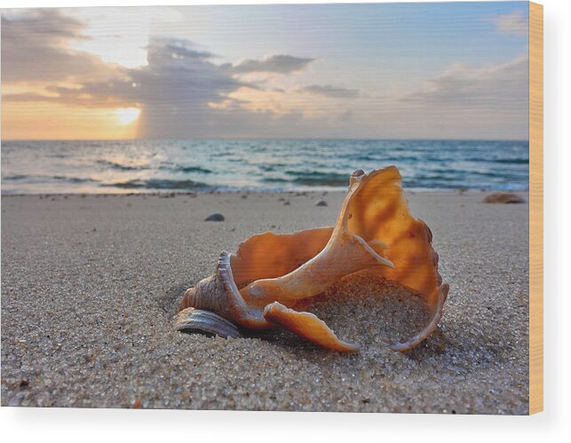 Seascape Wood Print featuring the photograph Snail Shell In The Spotlight Of Nature by Bodo Balzer