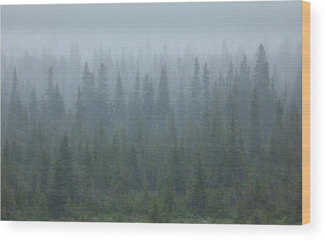 Unesco Wood Print featuring the photograph Snow Storm In The Forests Of Jasper by Mint Images/ Art Wolfe