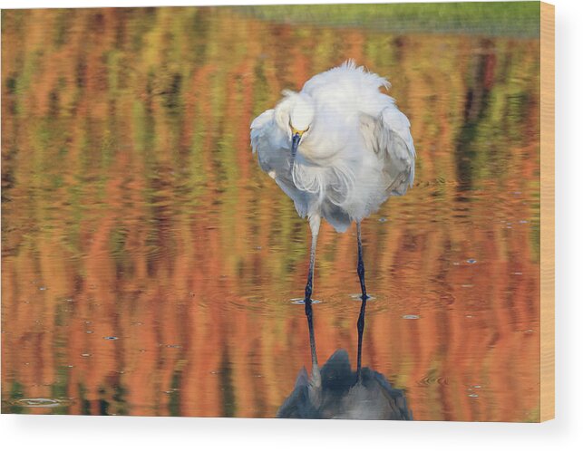 Snowy Egret Wood Print featuring the photograph Snowy Egret 6248-061219 by Tam Ryan