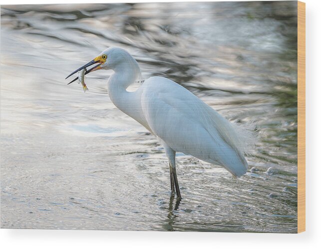 Bird Wood Print featuring the photograph Snowy Egret with Dinner by Gary Kochel