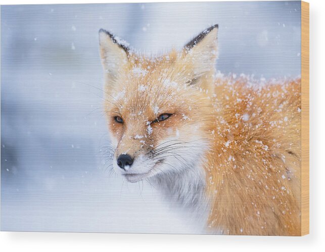 Nature Wood Print featuring the photograph Snowy by Johnny Chen