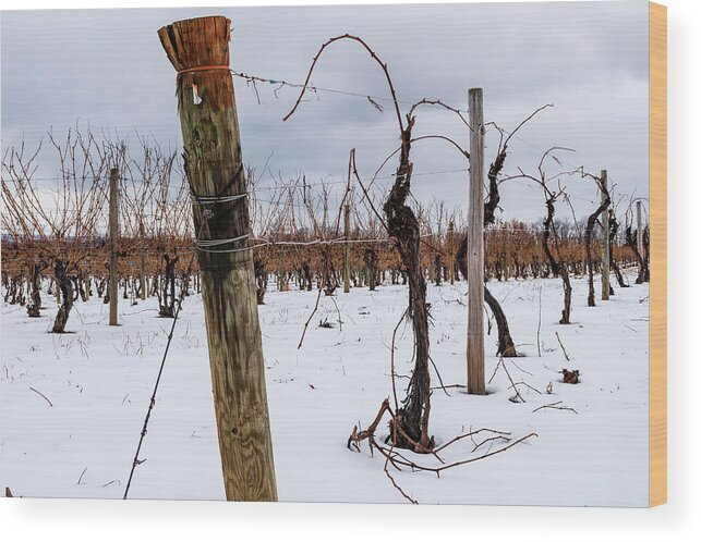Finger Lakes Wood Print featuring the photograph Snowy Vineyard by Chad Dikun