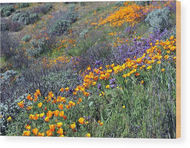 Wildflowers Wood Print featuring the photograph SoCal SuperBloom 3 Photograph by Kimberly Walker