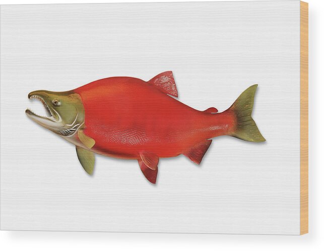 Orange Color Wood Print featuring the photograph Sockeye Salmon With Clipping Path by Georgepeters