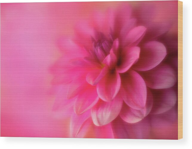 Dahlia Wood Print featuring the photograph Softly Looking Up by Mary Jo Allen