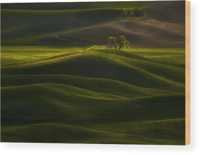 Solitary Wood Print featuring the photograph Solitary Tree In Rolling Wheat by Lydia Jacobs