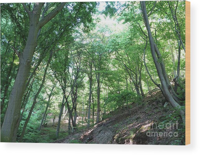 Baum Wood Print featuring the photograph Sommer Wald - Summer Forest by Eva-Maria Di Bella