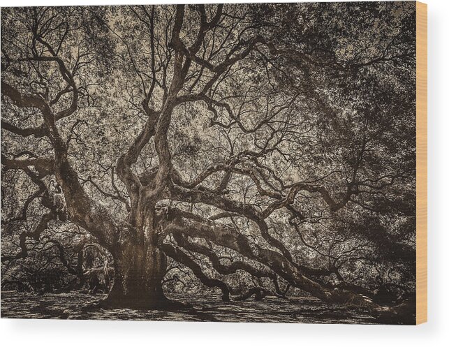 Live Oak Wood Print featuring the photograph Southern Angel - Sepia by Renee Sullivan