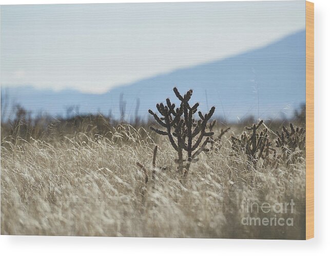 New Mexico Desert Wood Print featuring the photograph Southwest Cactus In Grass by Robert WK Clark