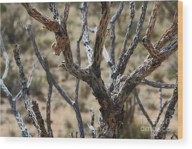 New Mexico Desert Wood Print featuring the photograph Southwest Cactus Wood by Robert WK Clark