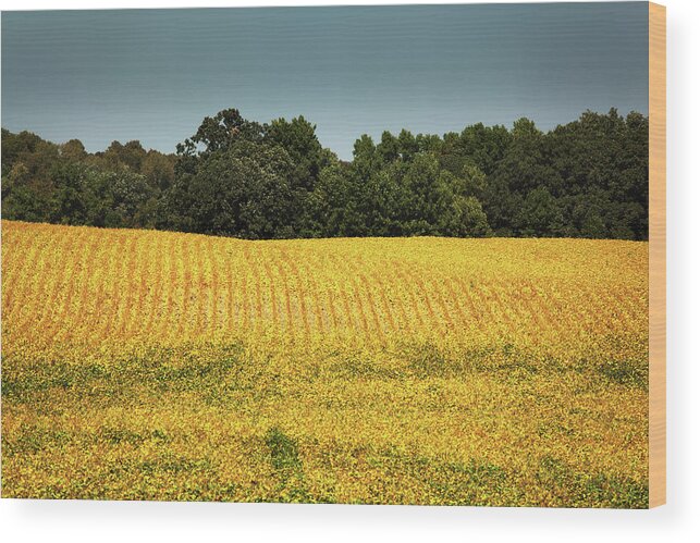 Scenics Wood Print featuring the photograph Soybean Field Mature For Harvest by Yinyang