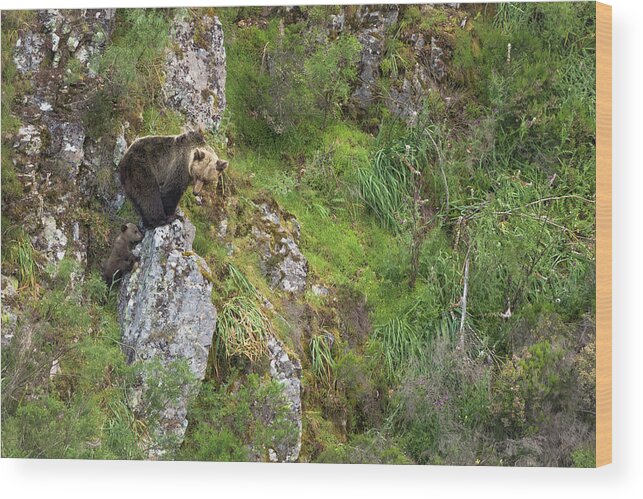 Estock Wood Print featuring the digital art Spain, Asturias, Principado De Asturias, Asturias District, Muniellos Natural Park, Female Brown Bear With Its Cub, In The Wild by Ugo Mellone