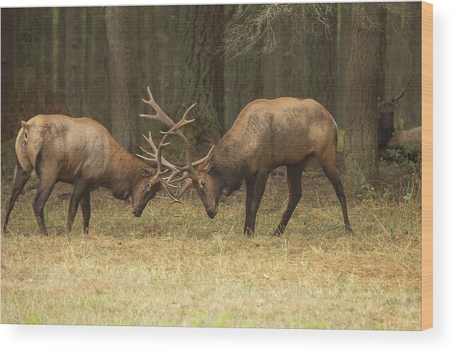 Wildlife Wood Print featuring the photograph Sparring by Bob Cournoyer
