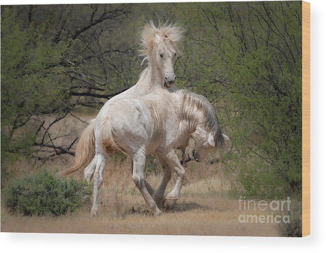 Horse Wood Print featuring the photograph Sparring Mane by Lisa Manifold