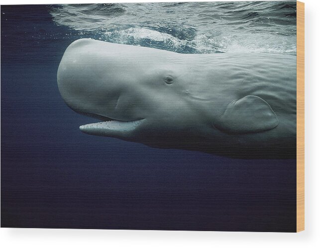 Mp Wood Print featuring the photograph White Sperm Whale by Hiroya Minakuchi