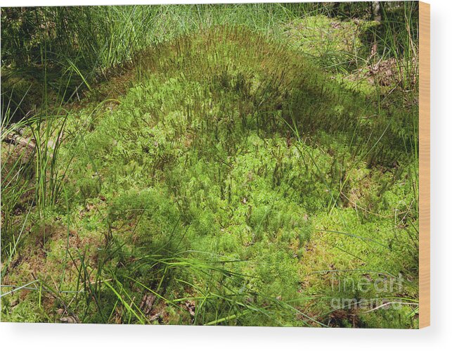 Sphagnum Sp. Wood Print featuring the photograph Sphagnum Sp. Moss In Undergrowth by Pascal Goetgheluck/science Photo Library