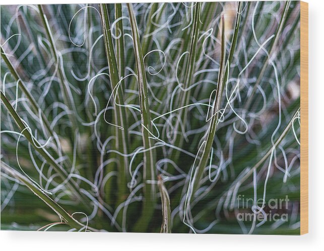 Abstract Wood Print featuring the photograph Spiky Abstract Plant with Dry Brush Effect by Roslyn Wilkins