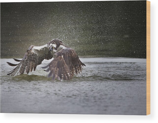 Osprey Wood Print featuring the photograph Splash by Phillip Chang