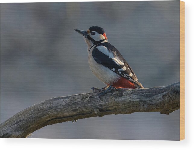 Spotted Wood Print featuring the photograph Spotted Woodpecker by Marco Galimberti