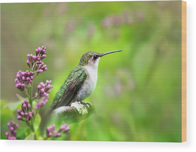 Hummingbird Wood Print featuring the photograph Spring Beauty Ruby Throat Hummingbird by Christina Rollo