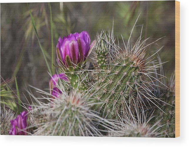 Bloom Wood Print featuring the photograph Spring Bloom by Sue Cullumber