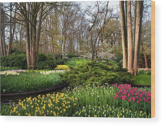 Jenny Rainbow Fine Art Photography Wood Print featuring the photograph Spring Blooms in Keukenhof by Jenny Rainbow