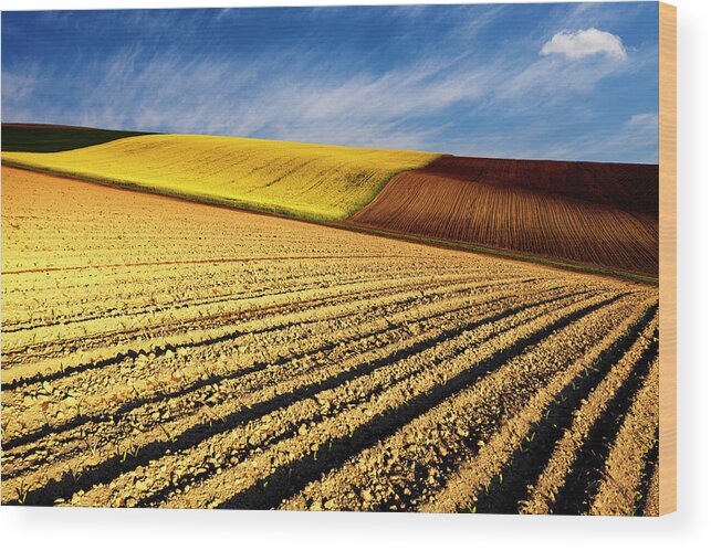 Furrows Wood Print featuring the photograph Spring Fields by Evgeni Dinev