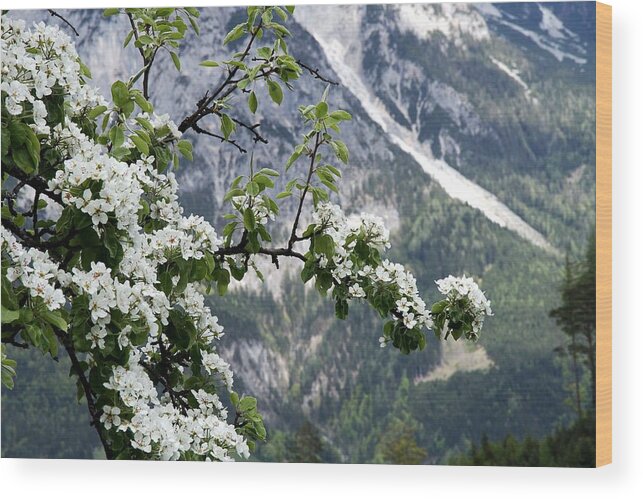 European Alps Wood Print featuring the photograph Spring In Alps by Sola Deo Gloria