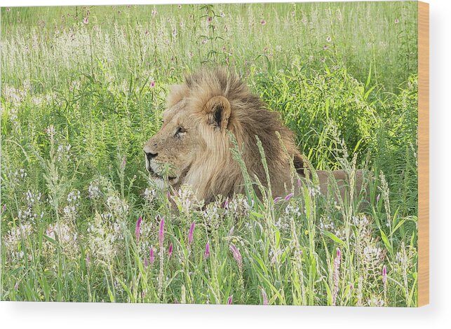 Lion Wood Print featuring the photograph Springtime in the Kgalagadi by Hamish Mitchell