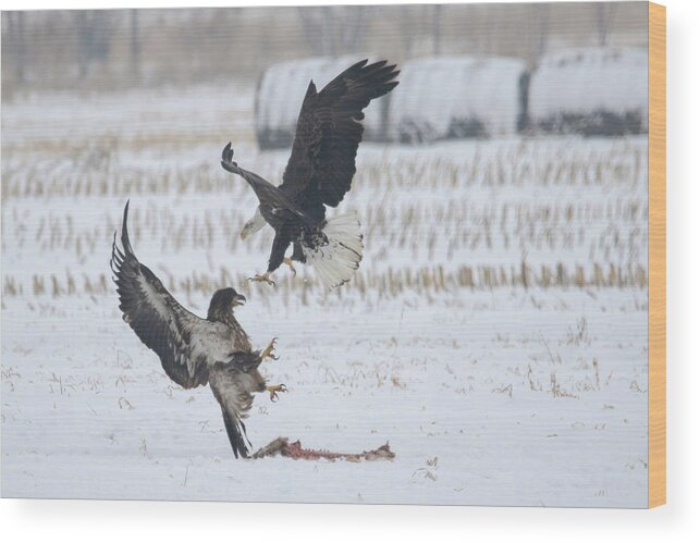 Eagle Wood Print featuring the photograph Squabbling Eagles by Brook Burling