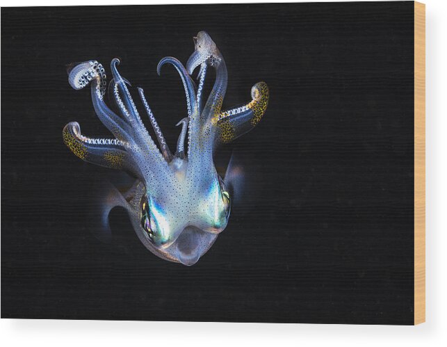 Indonesia Wood Print featuring the photograph Squid Like A Ghost by Barathieu Gabriel