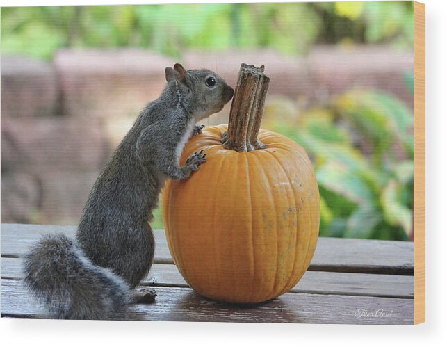 Wildlife Wood Print featuring the photograph Squirrel and Pumpkin by Trina Ansel