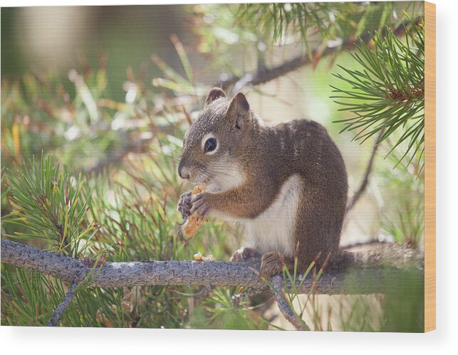 Animal Themes Wood Print featuring the photograph Squirrel by Nathan Blaney