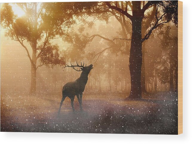 Photo Wood Print featuring the photograph Stag in the forest by Top Wallpapers