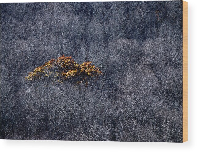 Color Wood Print featuring the photograph Stand Out by Lisa Burbach