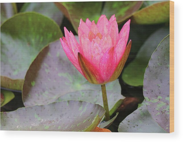 Water Lily Wood Print featuring the photograph Standing Firm by Mary Anne Delgado
