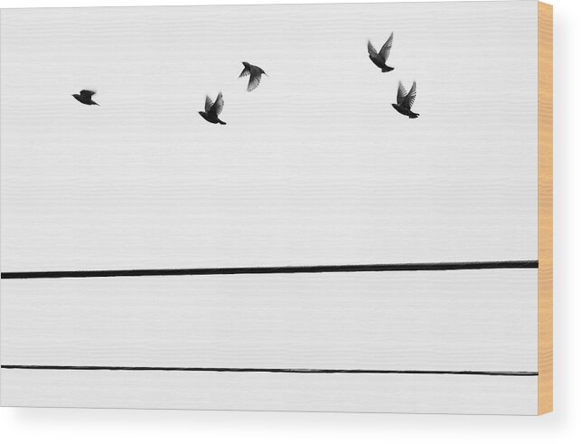 People Wood Print featuring the photograph Starlings Flyby by Digi guru