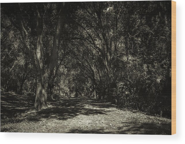 Nature Wood Print featuring the photograph Infinito by Joe Leone