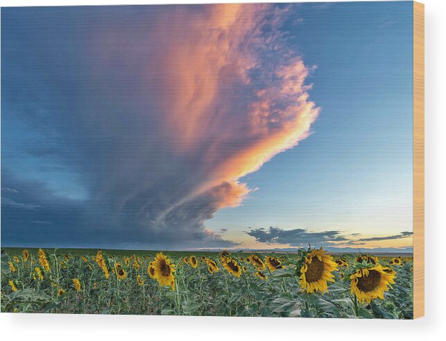 Storm Clouds Wood Print featuring the photograph Storm Clouds and Sunflowers by Rand Ningali